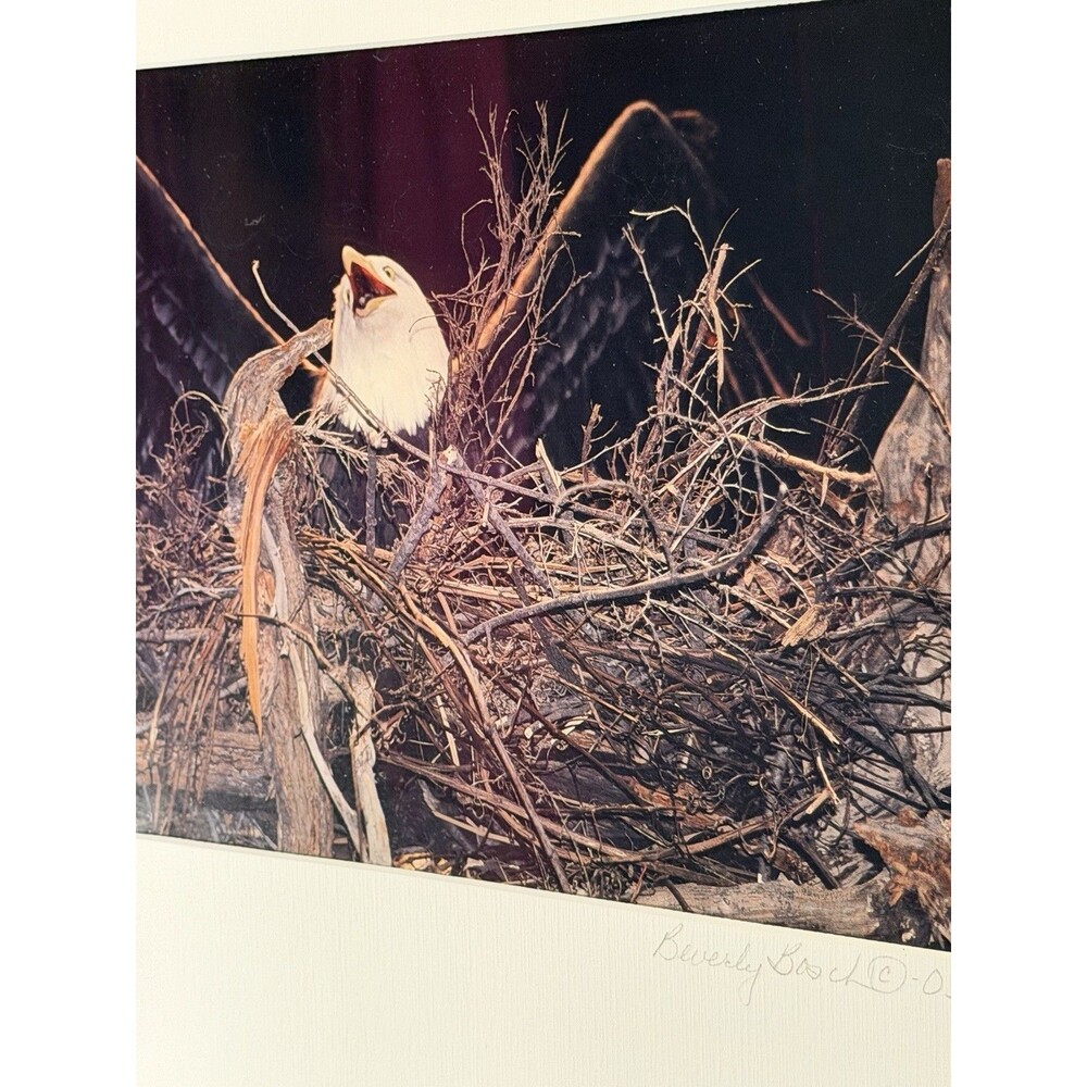 Limited Edition, Bald Eagle Wildlife Photograph By Beverly Bosch, 2003￼18 X 14